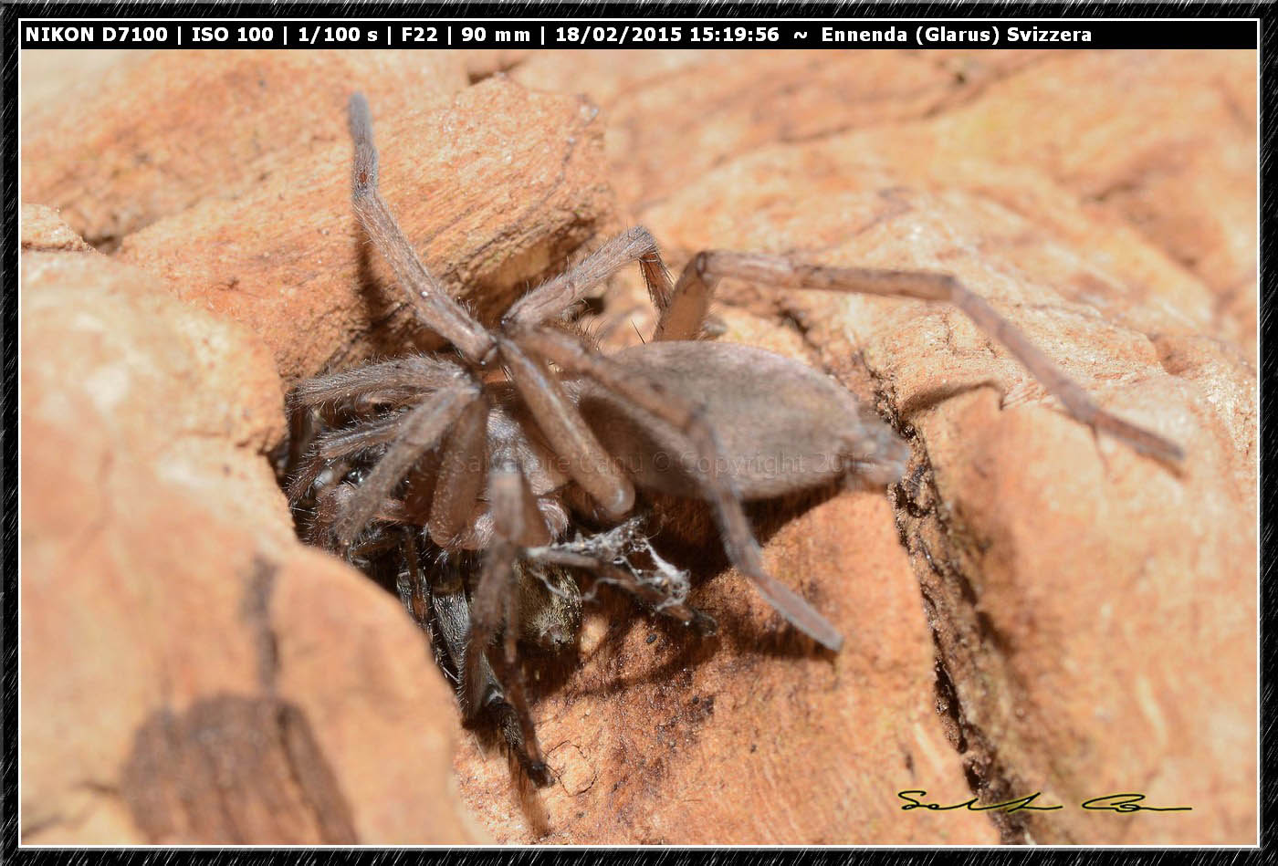 Drassodes sp. preda Pardosa sp. - Ennenda (Glarus), Svizzera